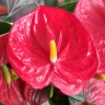 Anthurium Chelsey Red