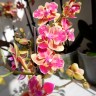 Орхидея Phalaenopsis Sogo Yellowtris peloric, multiflora