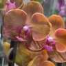 Орхидея Phalalaenopsis Bologna peloric   