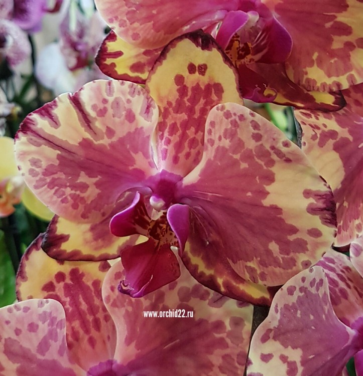 Орхидея Phalaenopsis Ark’s Ray (отцвел, РЕАНИМАШКА) 