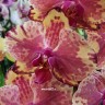Орхидея Phalaenopsis Ark’s Ray (отцвел, РЕАНИМАШКА) 