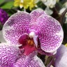 Орхидея Phalaenopsis Pandora (отцвел)