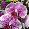 Орхидея Phalaenopsis Pandora (отцвел)