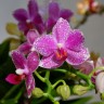 Орхидея Phalaenopsis Hualien Pink Galaxy, multiflora (отцвел)