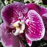 Орхидея Phalaenopsis Compilation (отцвел)
