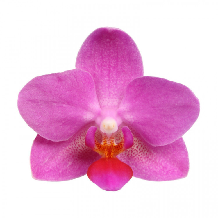 Орхидея Phalaenopsis Pink Flamingo, multiflora 