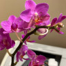 Орхидея Phalaenopsis Pink Flamingo, multiflora 