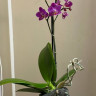 Орхидея Phalaenopsis Pink Flamingo, multiflora 