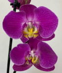 Орхидея Phalaenopsis Purple Sun (отцвел, РЕАНИМАШКА)