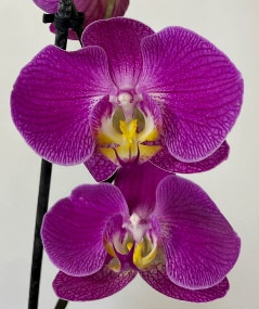 Орхидея Phalaenopsis Purple Sun 
