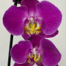 Орхидея Phalaenopsis Purple Sun 