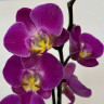 Орхидея Phalaenopsis Purple Sun 
