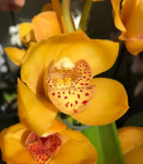 Орхидея Cymbidium 