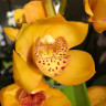 Орхидея Cymbidium 