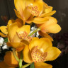 Орхидея Cymbidium 
