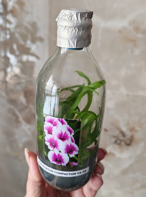 Орхидея Dendrobium Compactum Ya-Ya (сеянцы)  