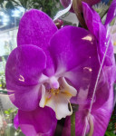 Орхидея Phalaenopsis Holiday 