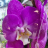 Орхидея Phalaenopsis Holiday (отцвел)