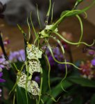 Орхидея Brassia Summer Dream (отцвела)
