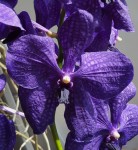 Орхидея Vanda Blue Beauty