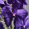 Орхидея Vanda Blue Beauty