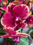 Орхидея Phalaenopsis Fangmei Sweet, midi    
