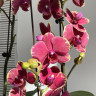 Орхидея Phalaenopsis Fangmei Sweet, midi    