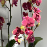 Орхидея Phalaenopsis Fangmei Sweet, midi    