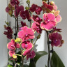 Орхидея Phalaenopsis Fangmei Sweet, midi    