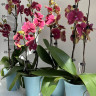 Орхидея Phalaenopsis Fangmei Sweet, midi    