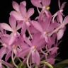 Орхидея  Ascofinetia Pettite Bonguest (еще не цвела)