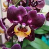 Орхидея Phalaenopsis Bernadeta mutation (отцвёл)