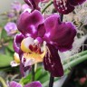 Орхидея Phalaenopsis Bernadeta mutation (отцвёл)