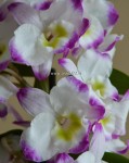 Орхидея Dendrobium nobile Irene Smile (отцвел)