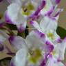 Орхидея Dendrobium nobile Irene Smile 