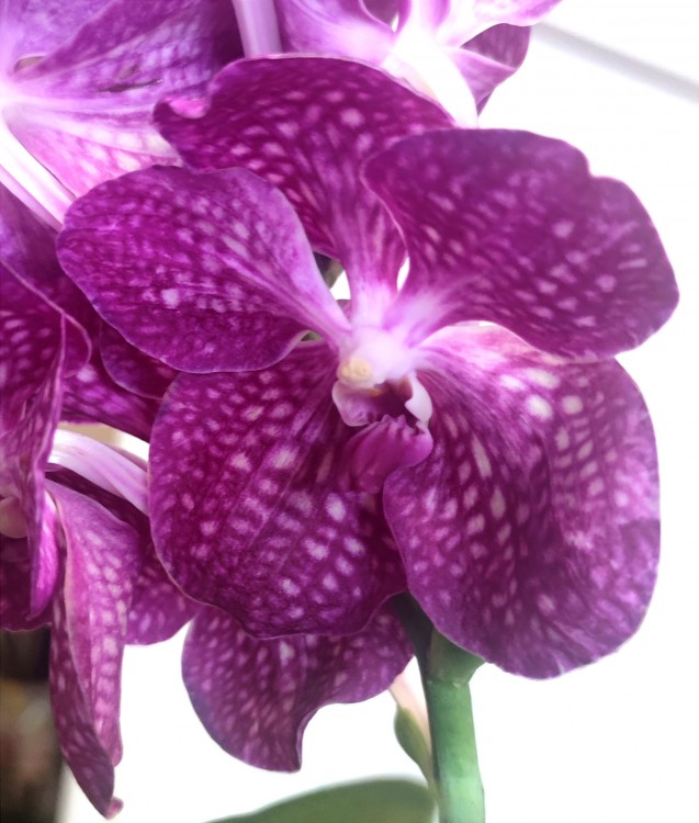 Орхидея Vanda Magic Pink (отцвела)