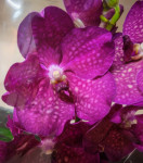 Орхидея Vanda Magic Pink 