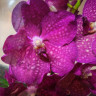 Орхидея Vanda Magic Pink 