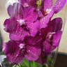 Орхидея Vanda Magic Pink 