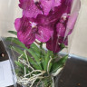 Орхидея Vanda Magic Pink 