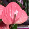 Anthurium Pink Champion (деленка без цветов)