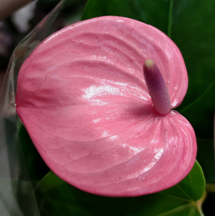 Anthurium Pink Champion (деленка без цветов)