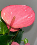 Anthurium Pink Champion (деленка без цветов)
