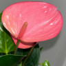 Anthurium Pink Champion (деленка без цветов)