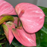Anthurium Pink Champion (деленка без цветов)