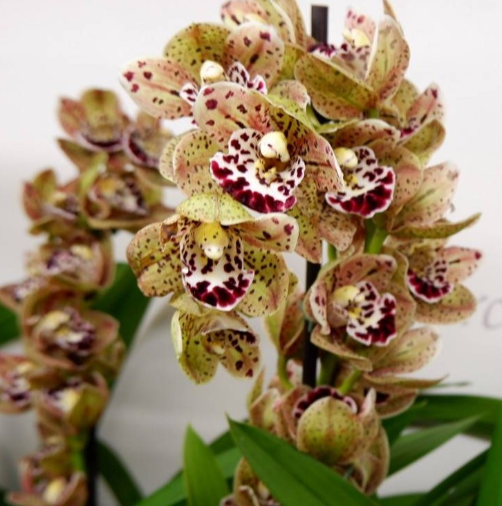 Орхидея Cymbidium Vogel's Magic, midi (отцвел)