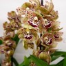Орхидея Cymbidium Vogel's Magic, midi (отцвел)