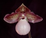 Орхидея Paphiopedilum Memoria Connie Truax (отцвёл)  