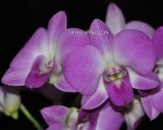 Орхидея Dendrobium 