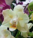Орхидея Phalaenopsis, multiflora     